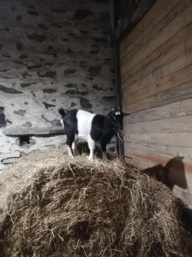 La Colline Des Hauts Bocages Vendeens Hotel Mouchamps Kültér fotó